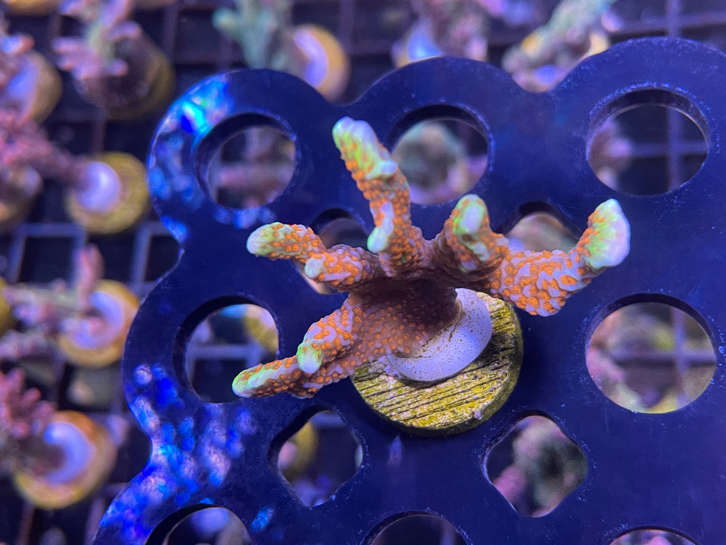 Forest Fire Montipora