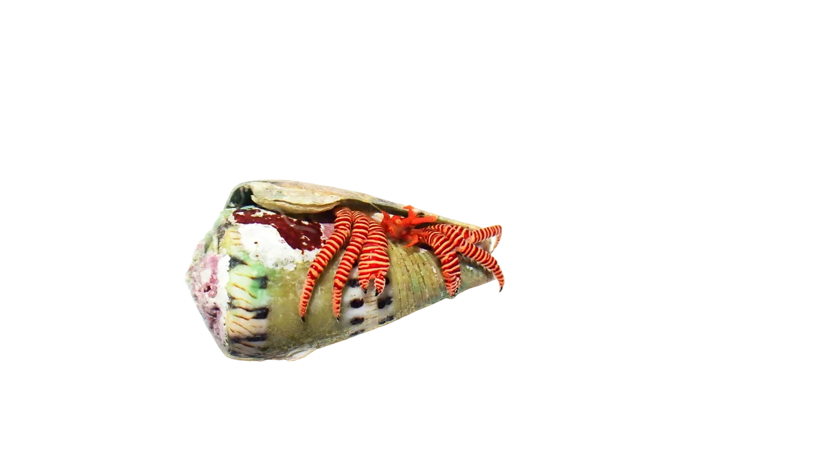 Halloween Hermit Crab