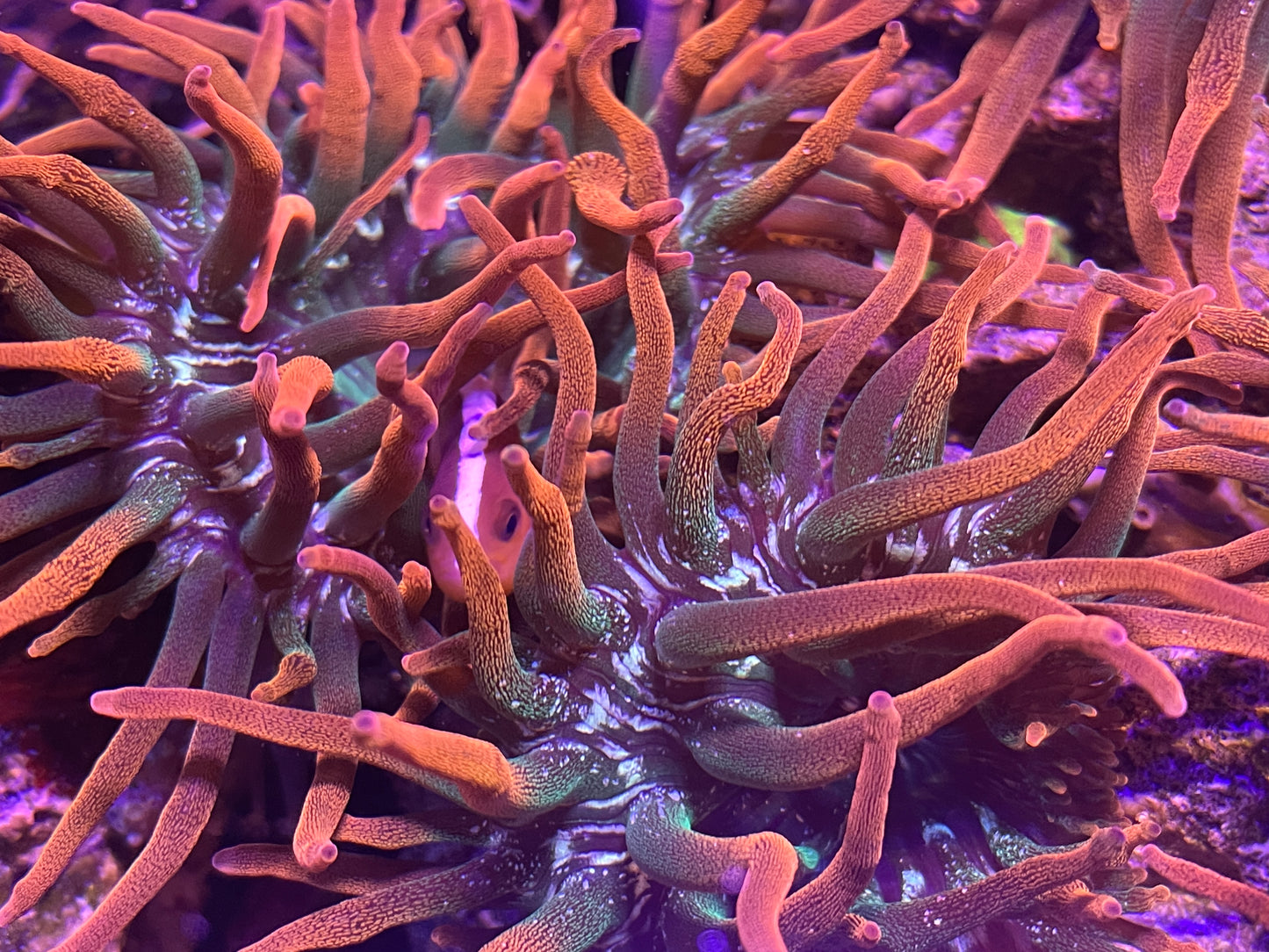 Rose Bubble Tip Anemone