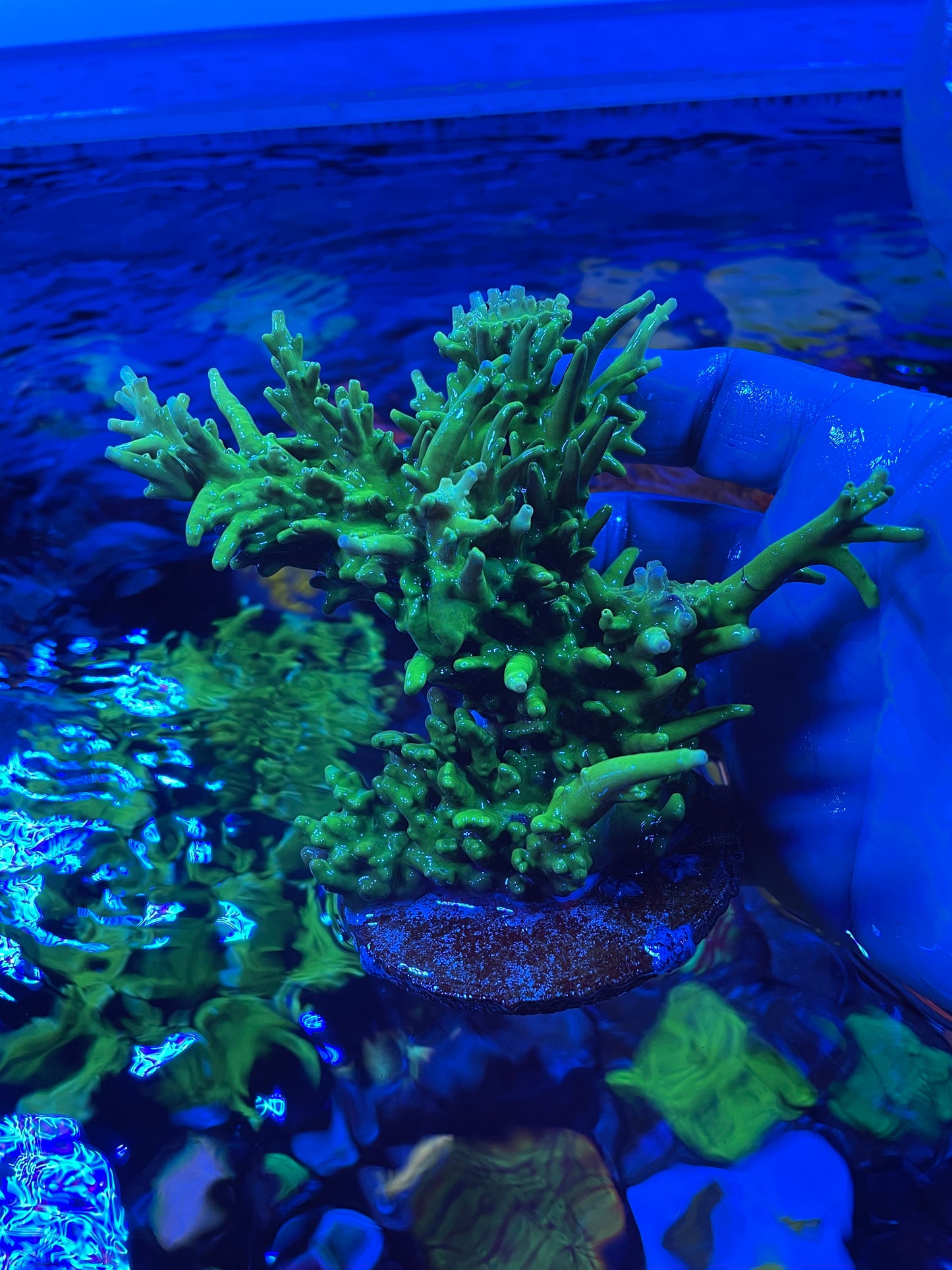 Green Dragon Acropora colony