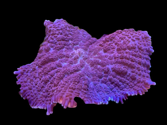 Purple Bullseye Rhodactis Mushroom
