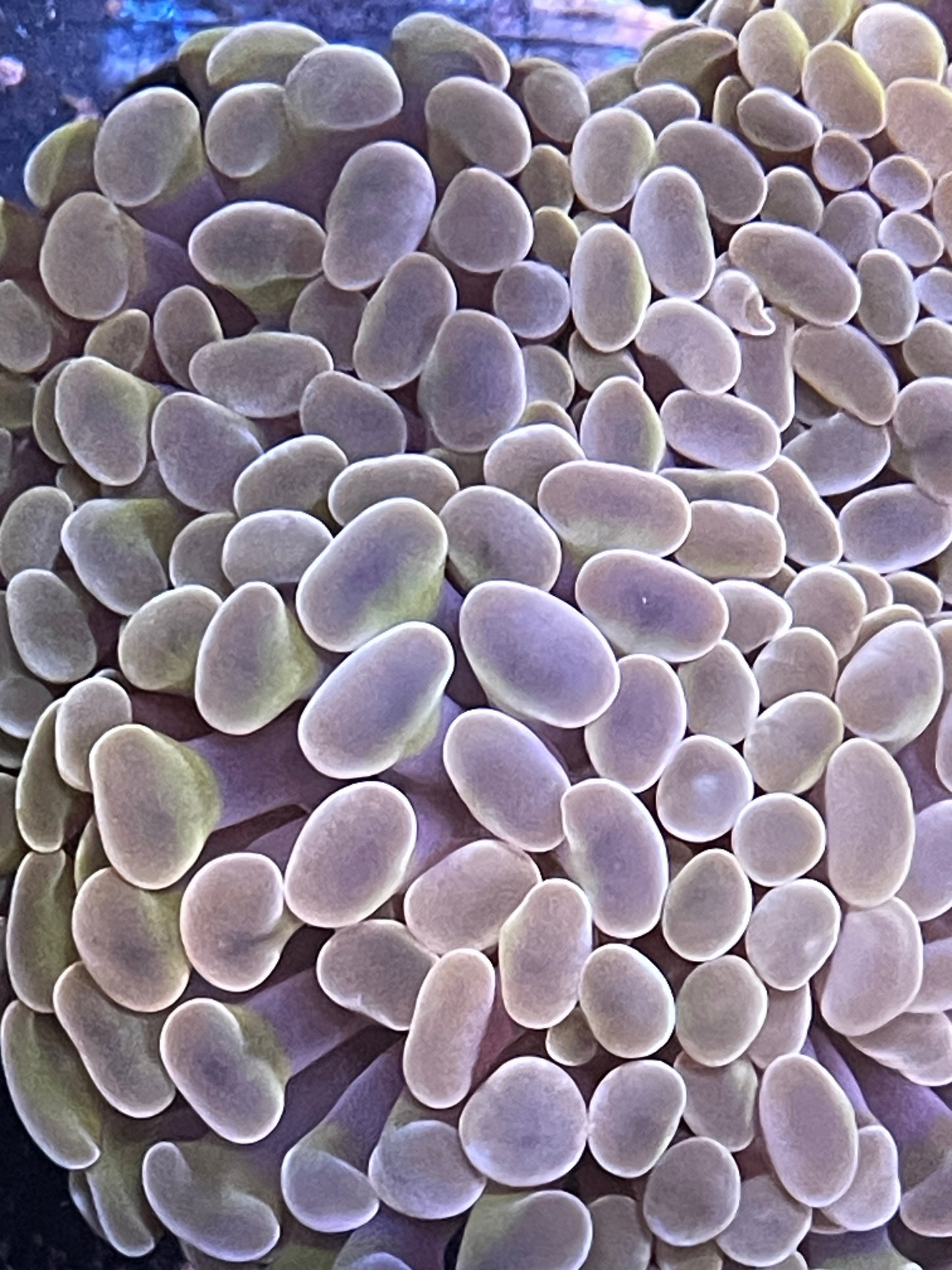 Molten Gold Branching Hammer