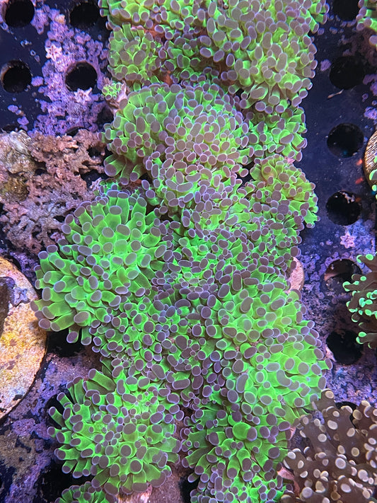 Bright green stem pink tip frammer.