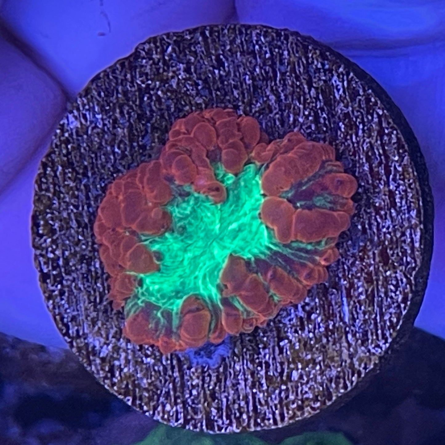 Blastomussa wellsi "Big Polyp Blasto"