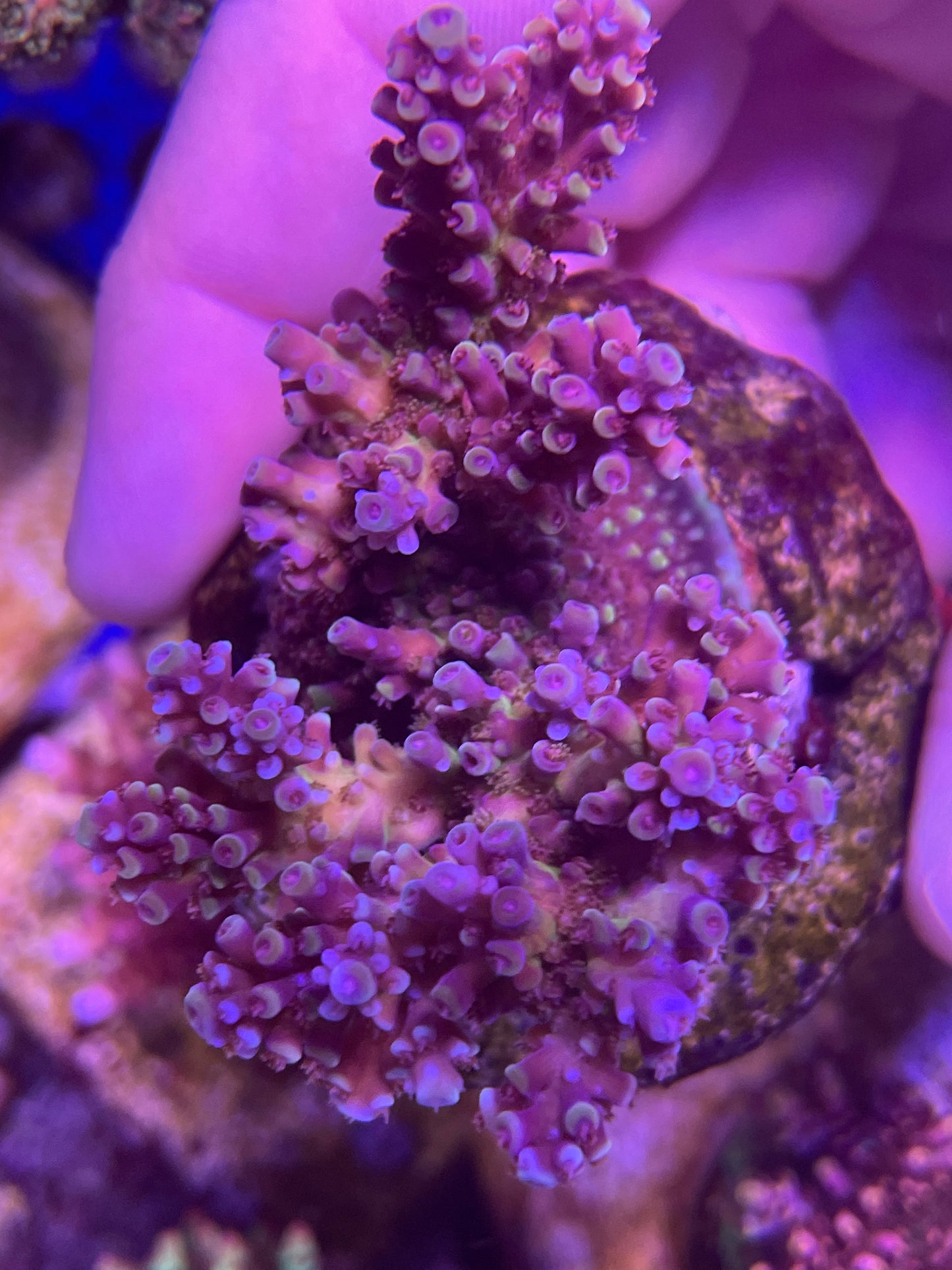 RR Holy Grail Acro