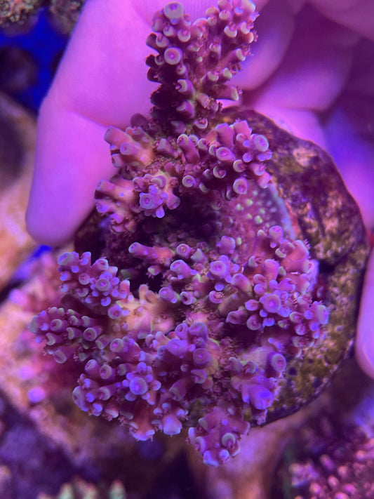 RR Holy Grail Acro