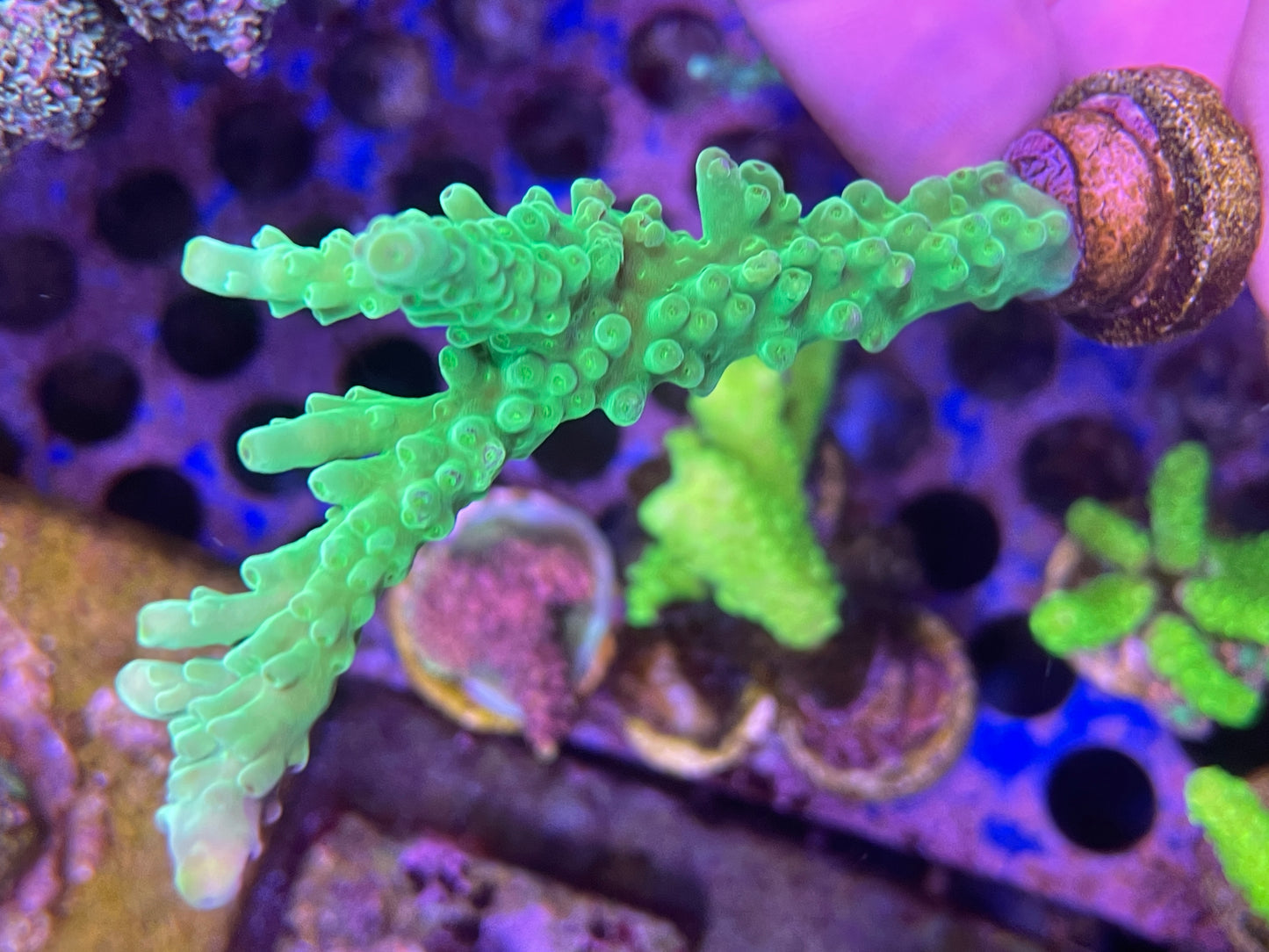 Acropora green