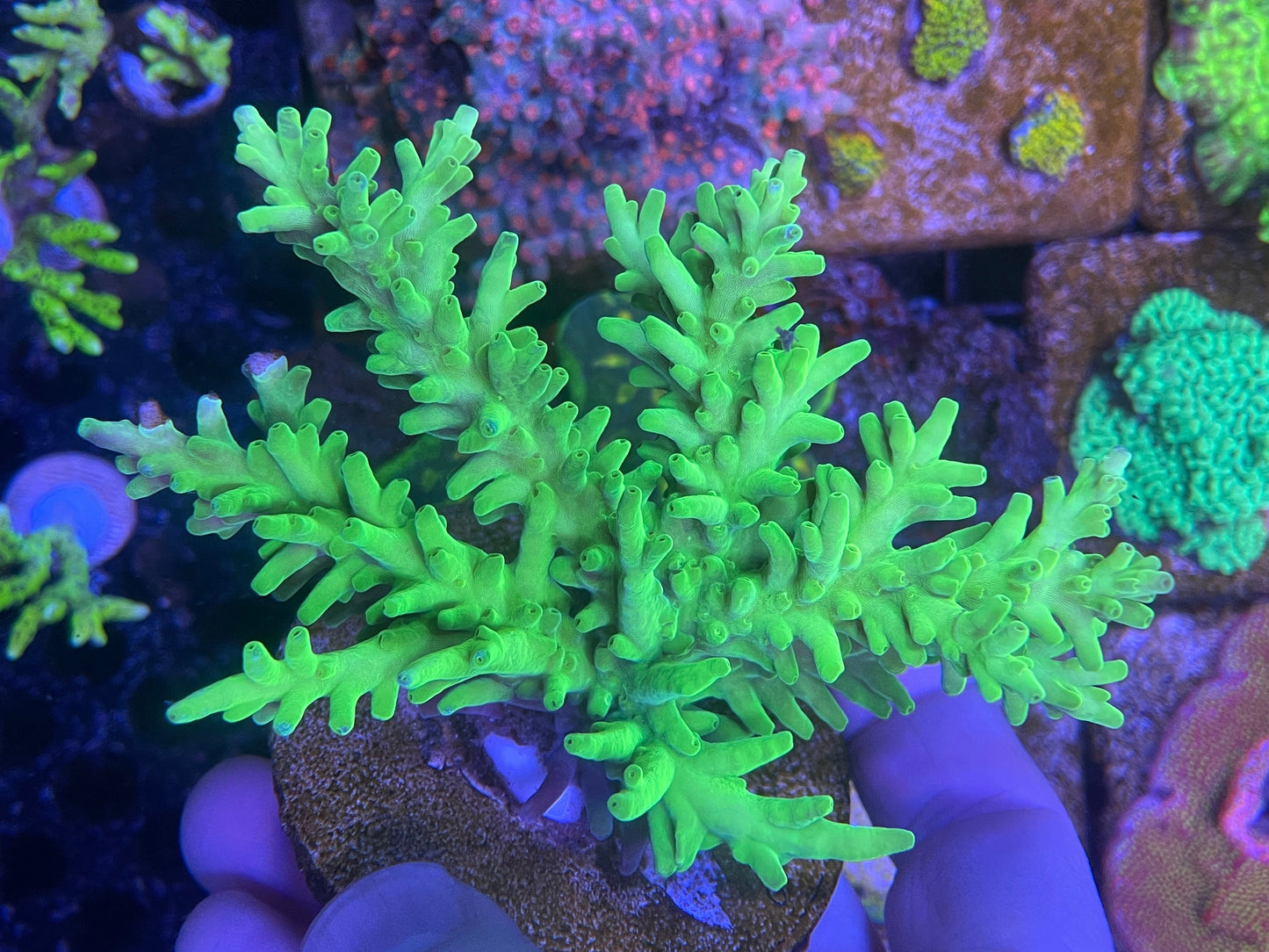 Green Dragon Acropora colony