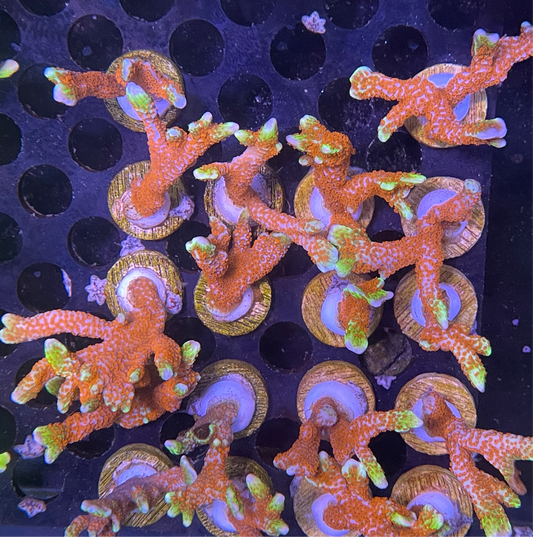 Forest Fire Montipora