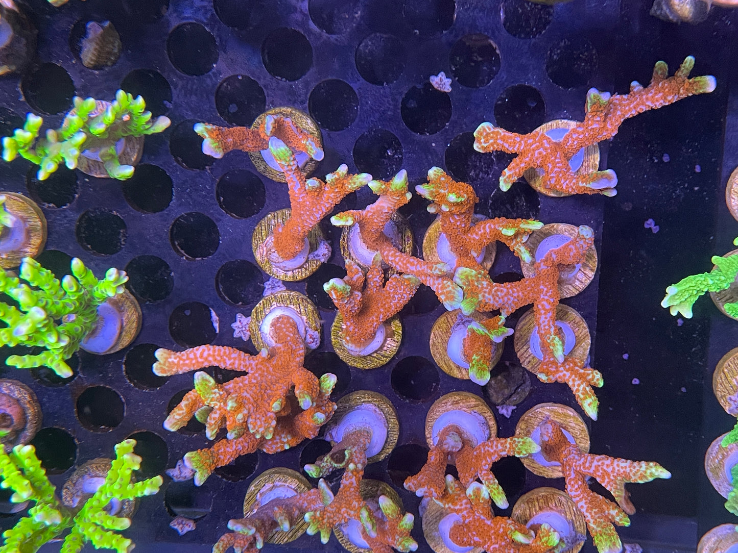 Forest Fire Montipora