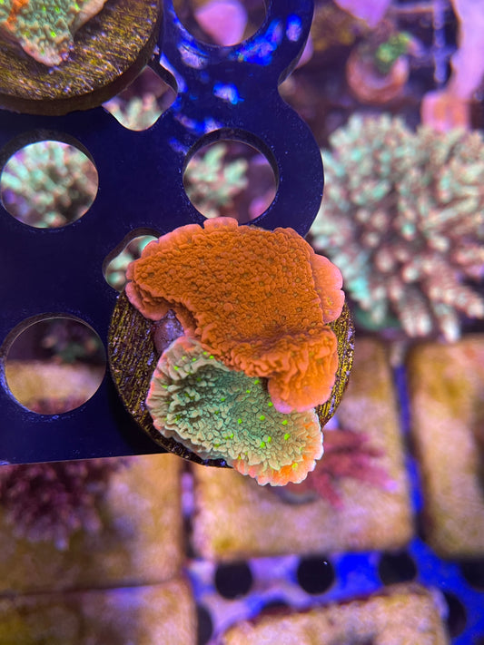 Sunfire Grafted Montipora Cap
