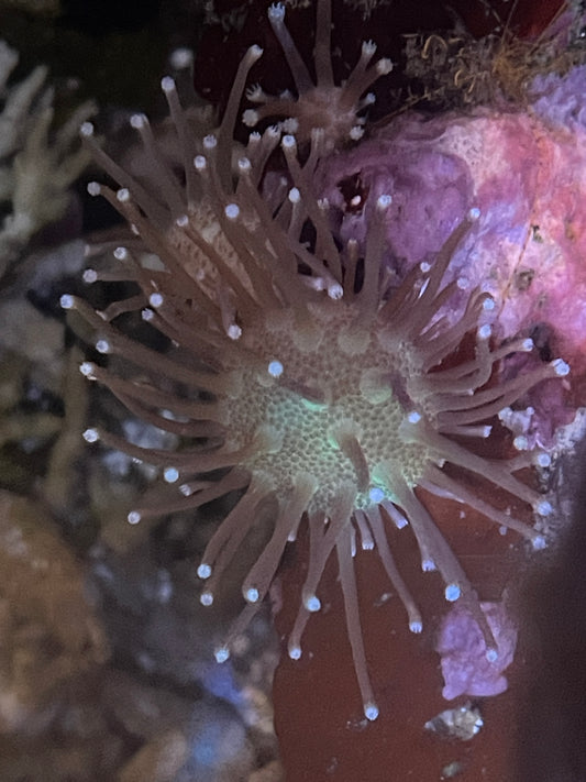 White polyp toadstool leather frags (Sarcophyton)