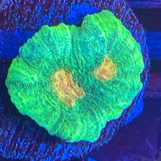 Space invader pectinia