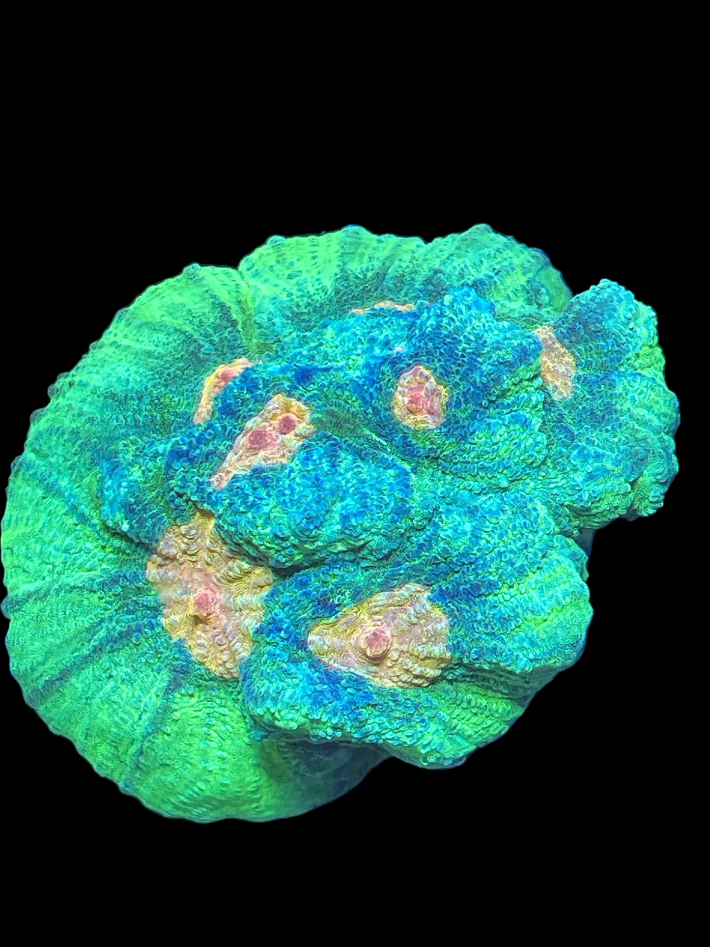 Space invader Pectina WYSIWYG