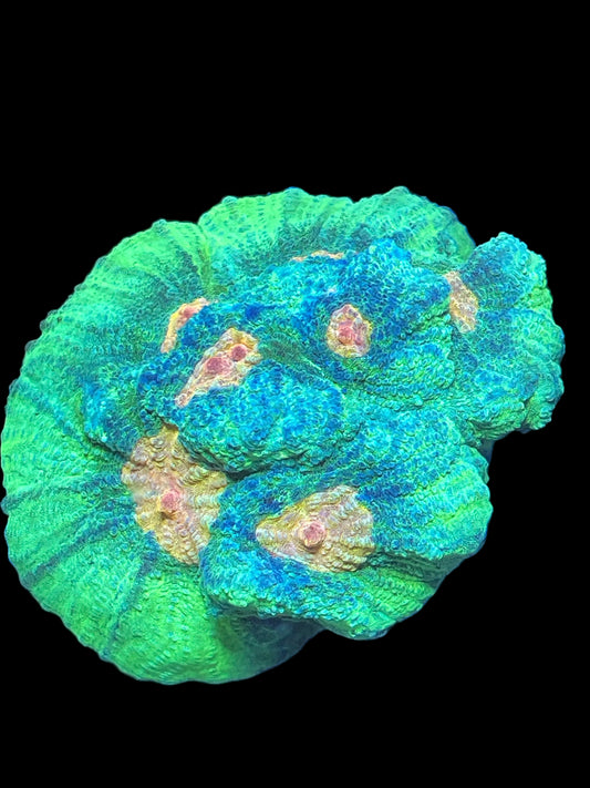 Space invader Pectina WYSIWYG