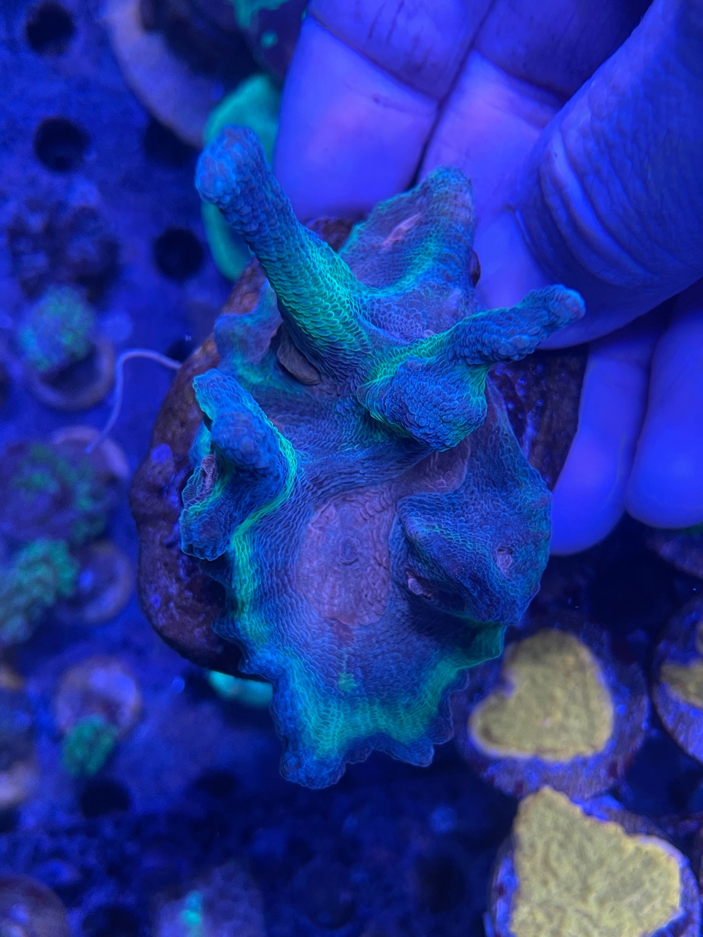 Rainbow Pectinia  A1 WYSIWYG