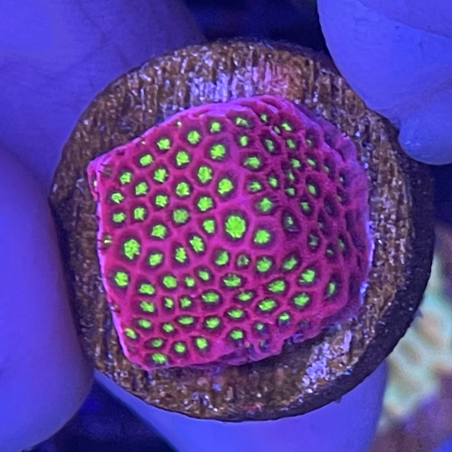 Electric Daisy Stylocoeniella