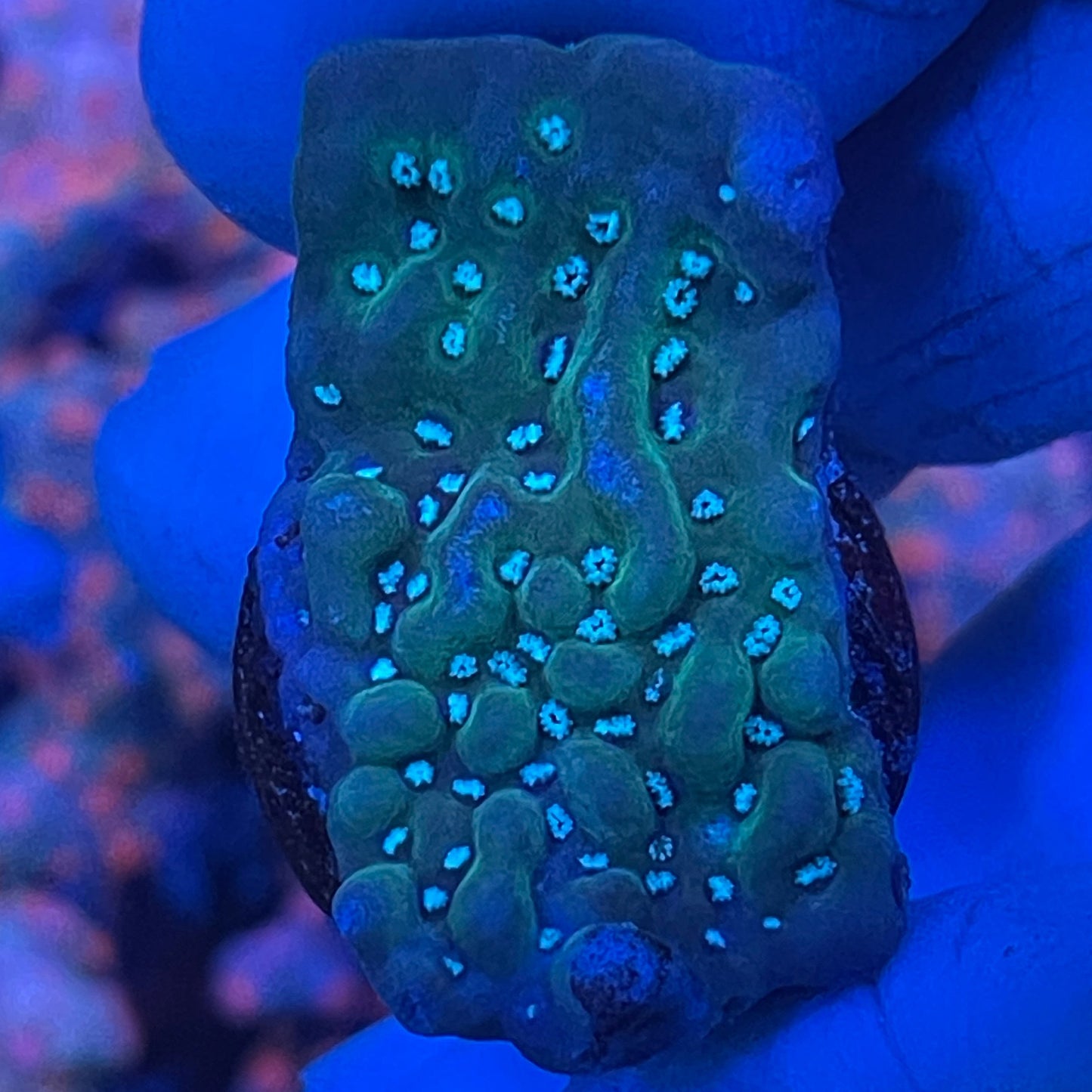Montipora Undata