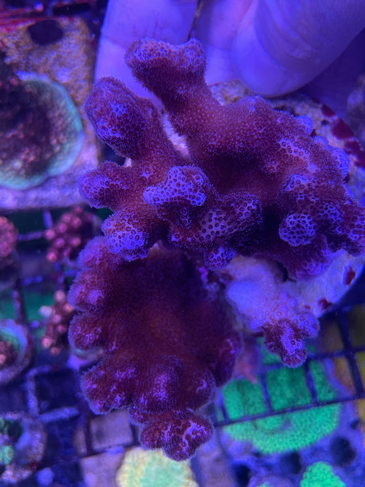 Pink Pocilipora WYSIWYG