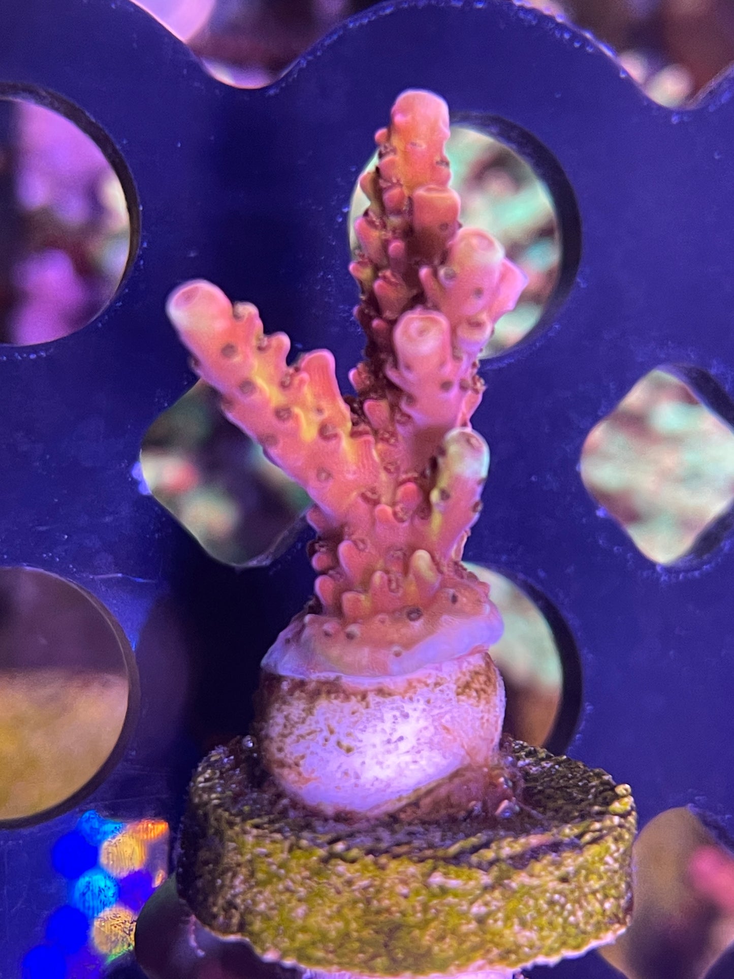 PC Rainbow Acropora SP