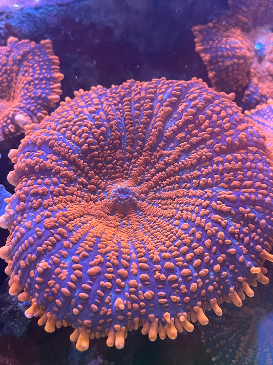 Superman Rhodactis Mushroom