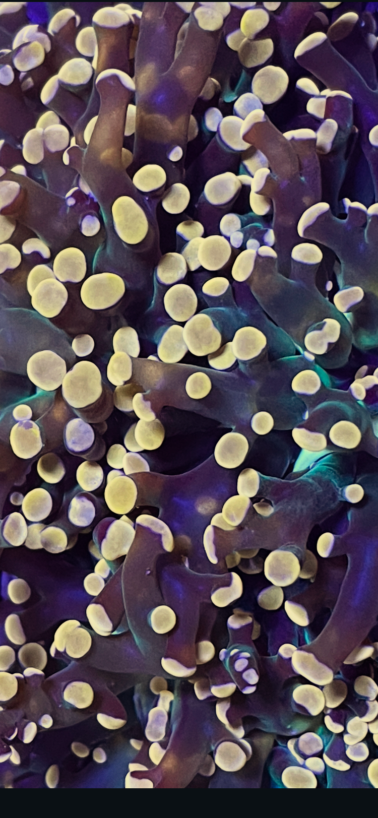 Orange/ Gold tip frogspawn