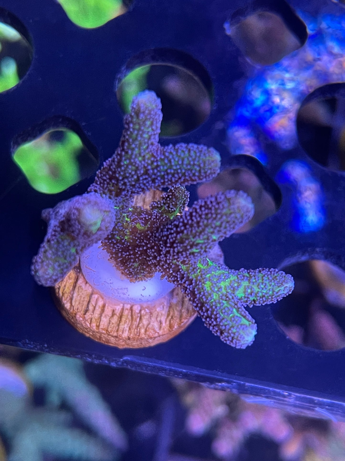 Birds of Paradise birdsnest seriatopora