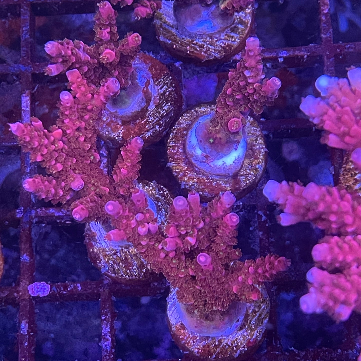 PC Rainbow Acropora SP