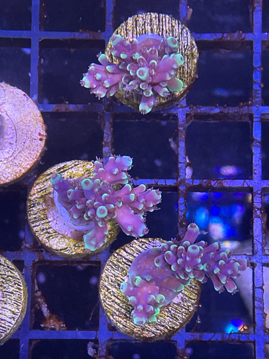 RR Holy Grail Acro