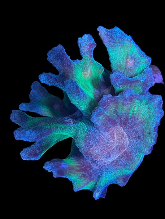 Rainbow Pectinia  A2 WYSIWYG