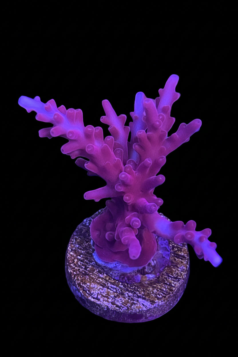 Red Dragon 1.25-2” frag