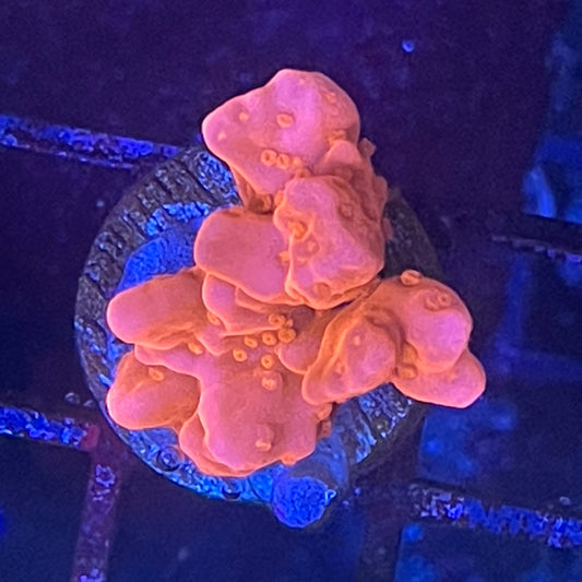 Montipora Setosa