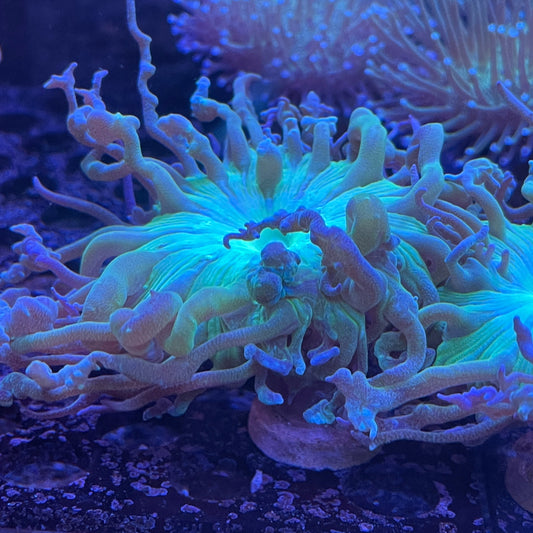 Large Polyp Duncan coral