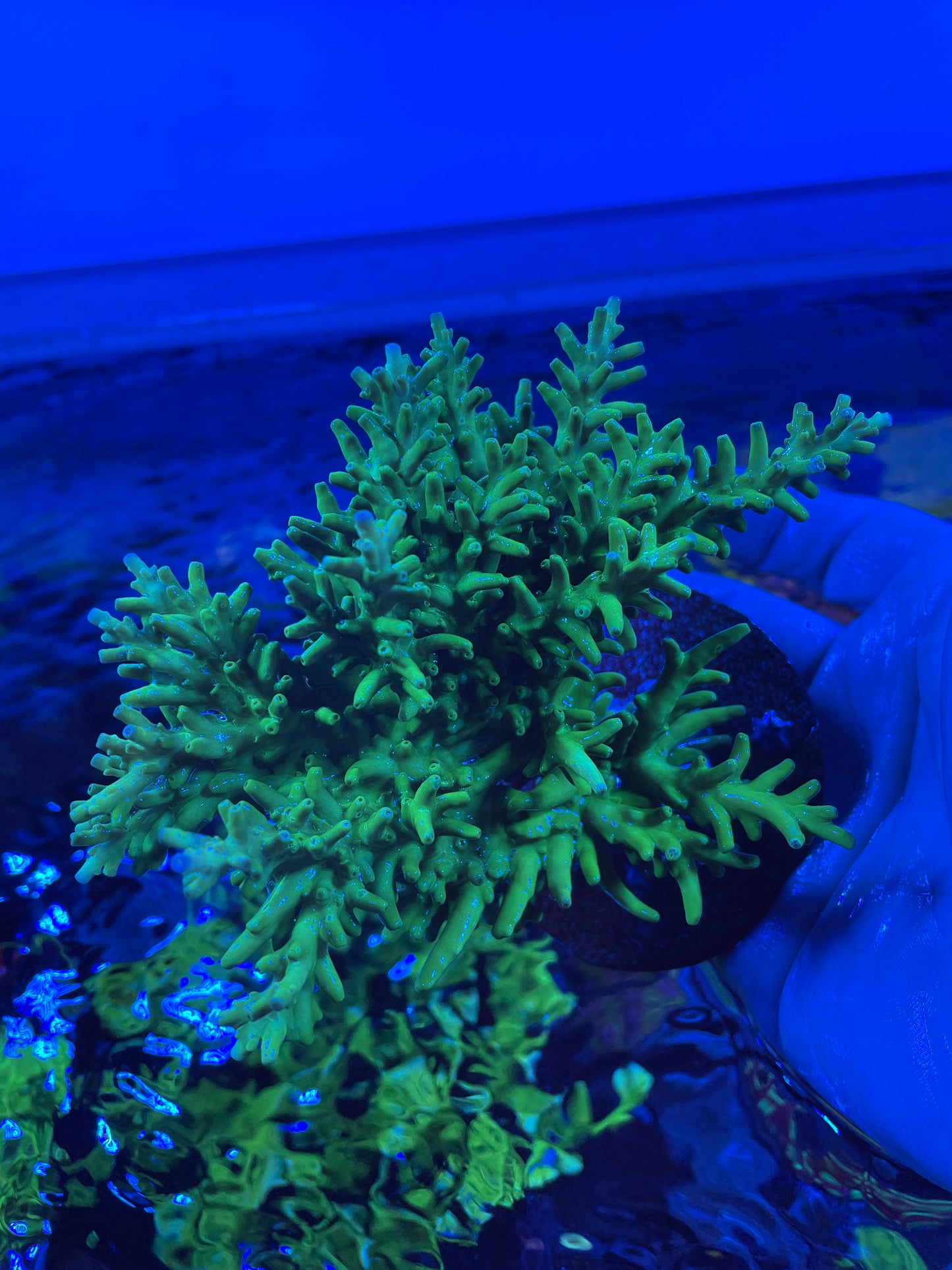 Green Dragon Acropora colony