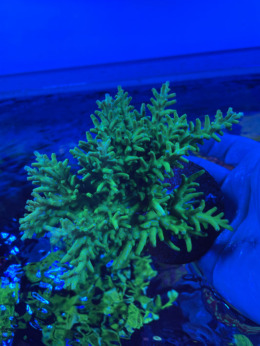 Green Dragon Acropora colony