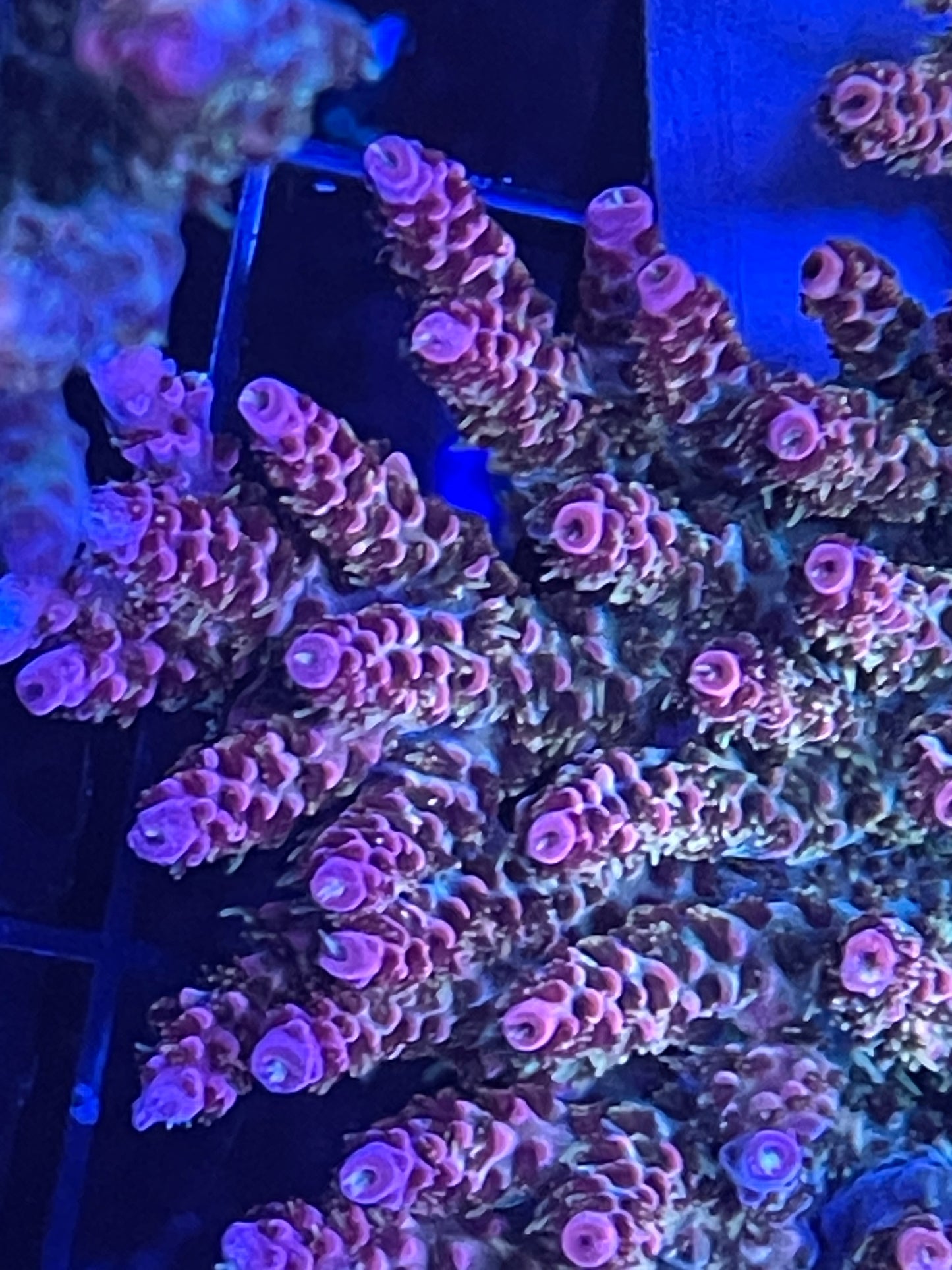 Rainbow Millepora Colony