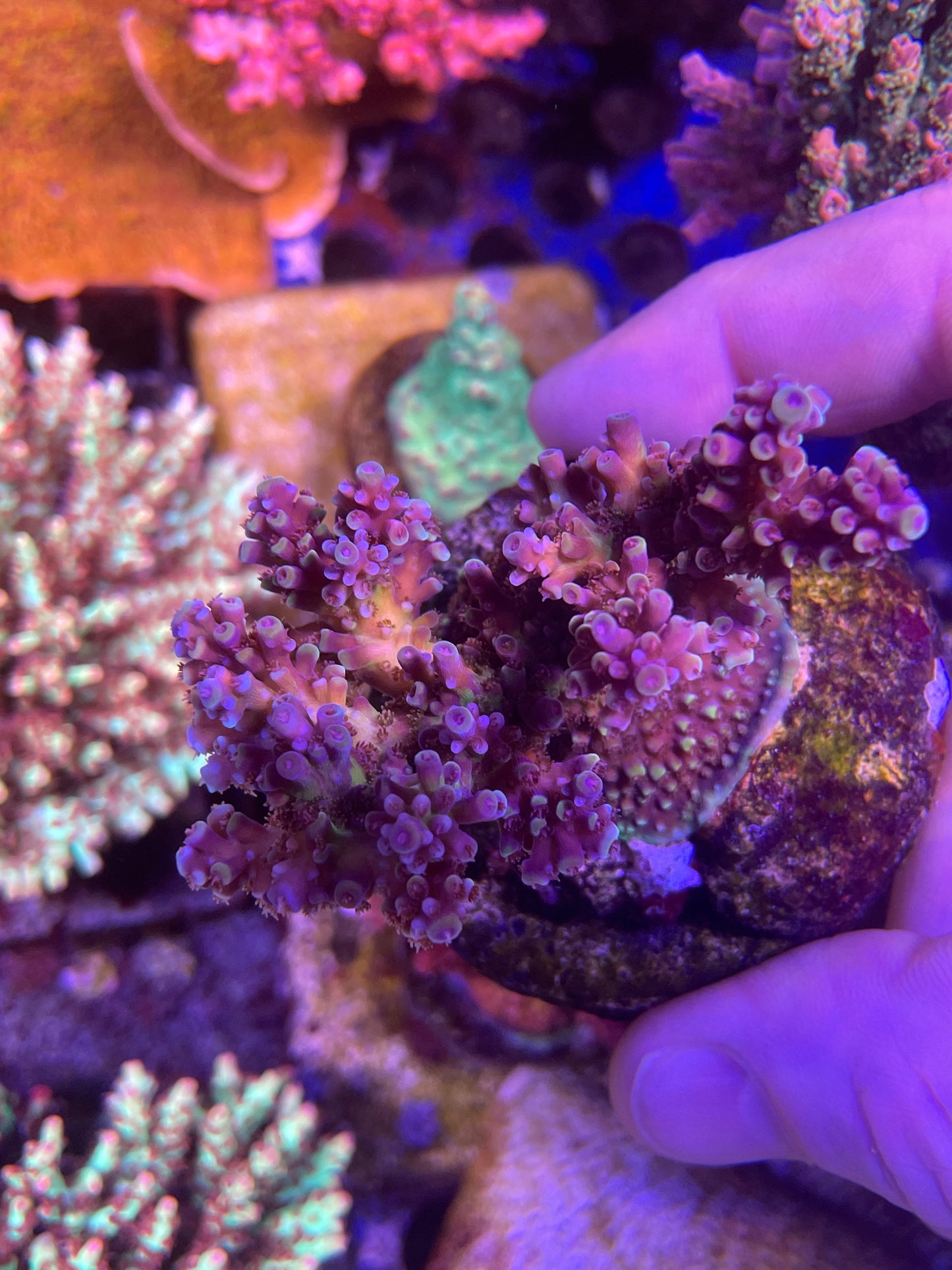 RR Holy Grail Acro