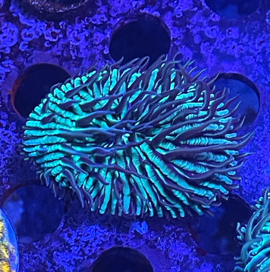 Fungia Plate Coral