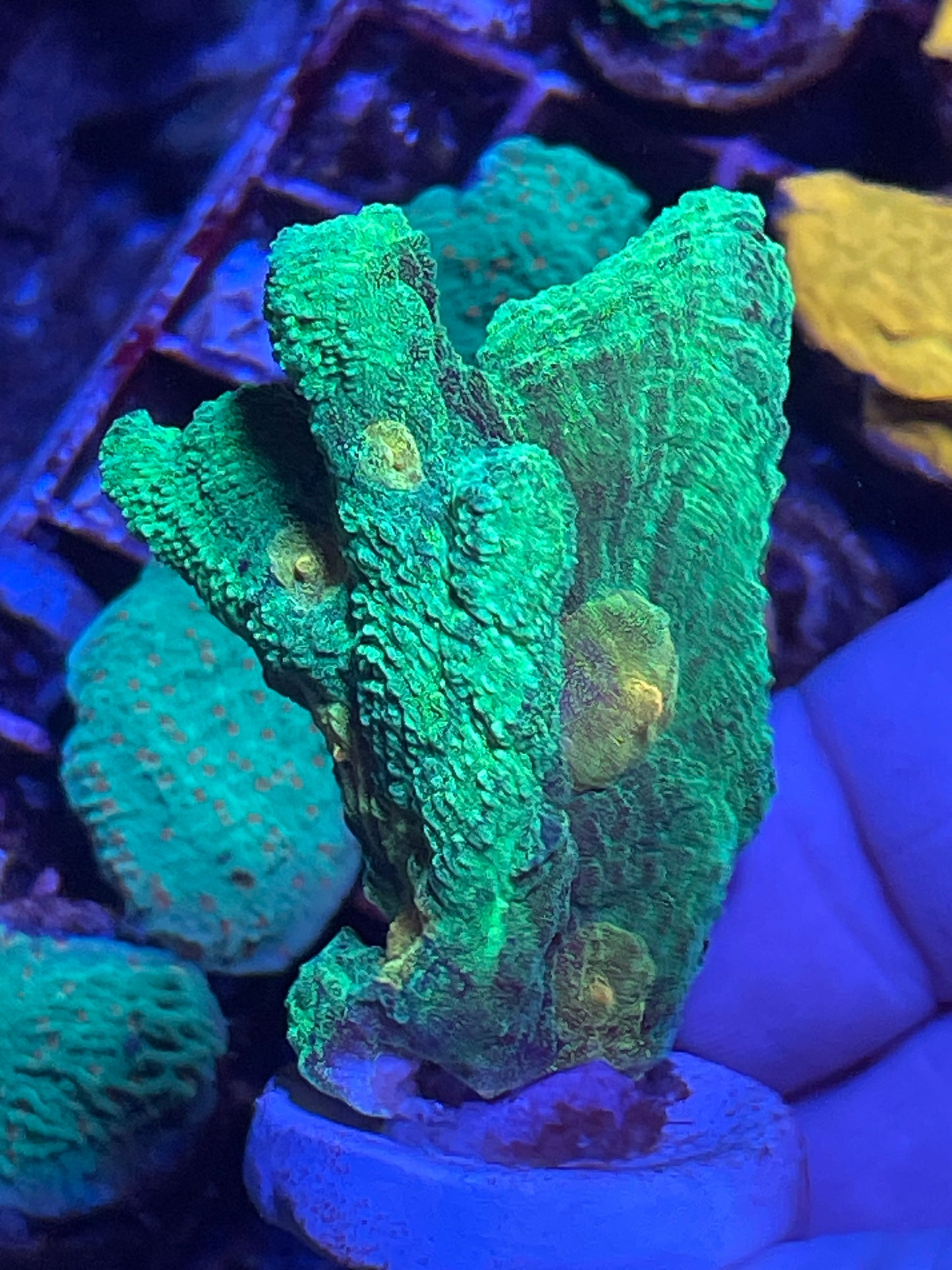 Space invader pectinia