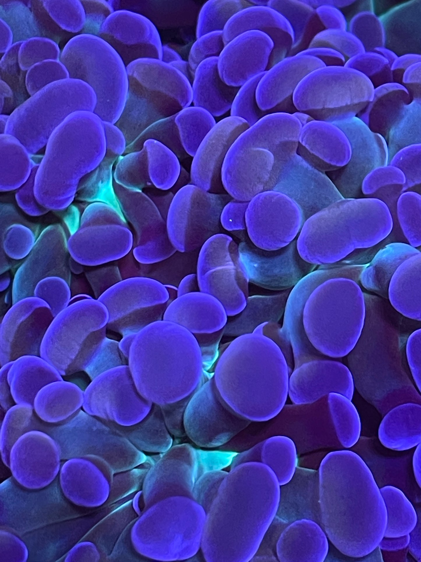 UR Rare Pastel Hammer