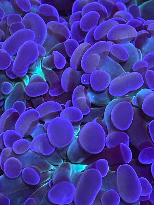 UR Rare Pastel Hammer