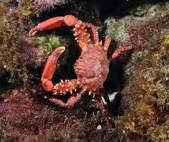 Red Emerald Crab