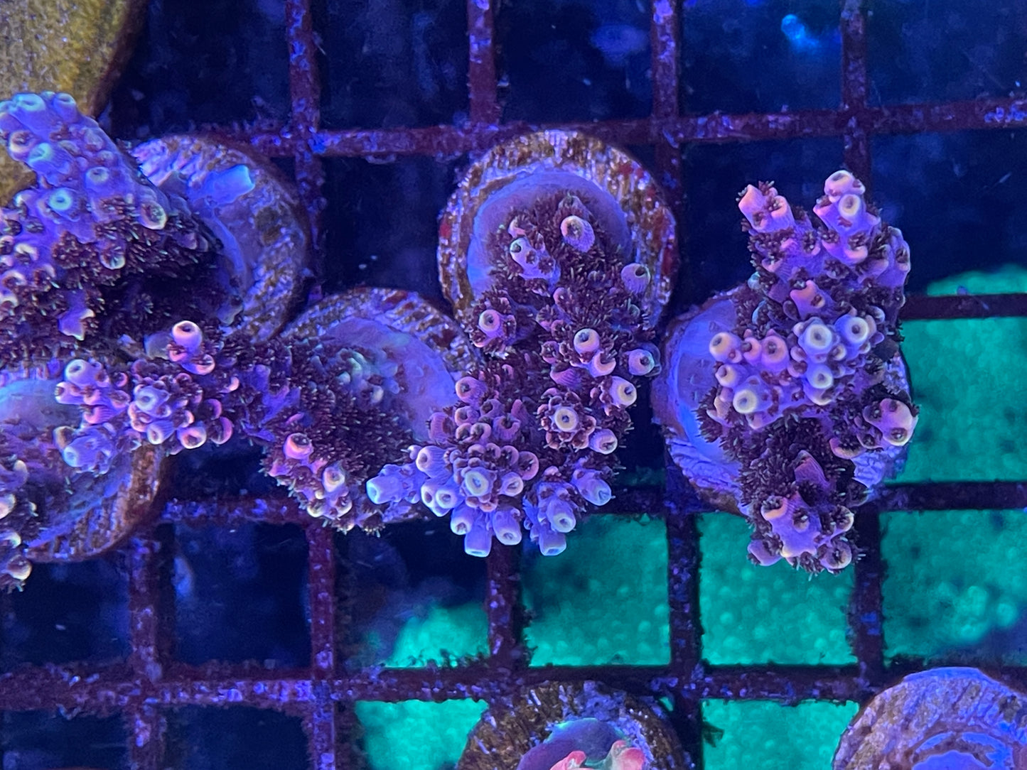 U.R. Iridescence acropora