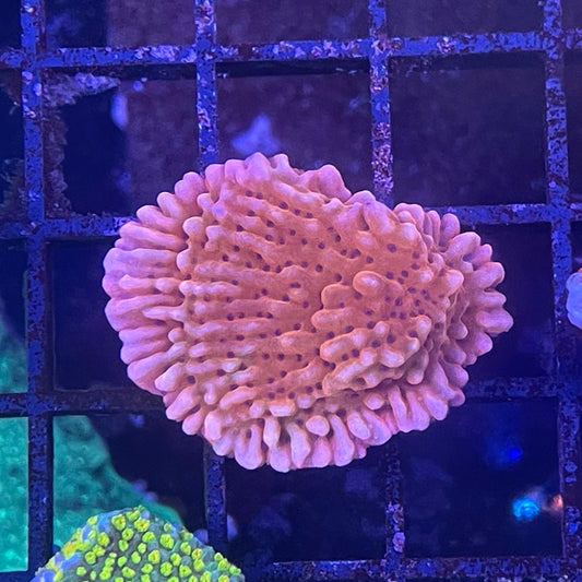 Nauti Spiral Montipora