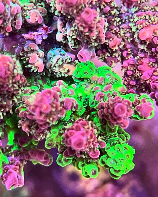 Unorthodox Splice colony