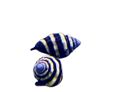 Bumble Bee Snails