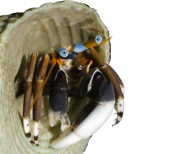 Blue Eye Hermit Crab