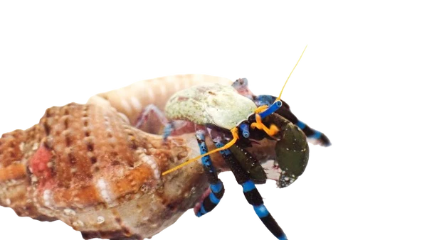 Electric Blue Knuckle Hermit "Show Size"
