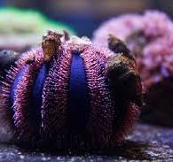Tuxedo Urchin