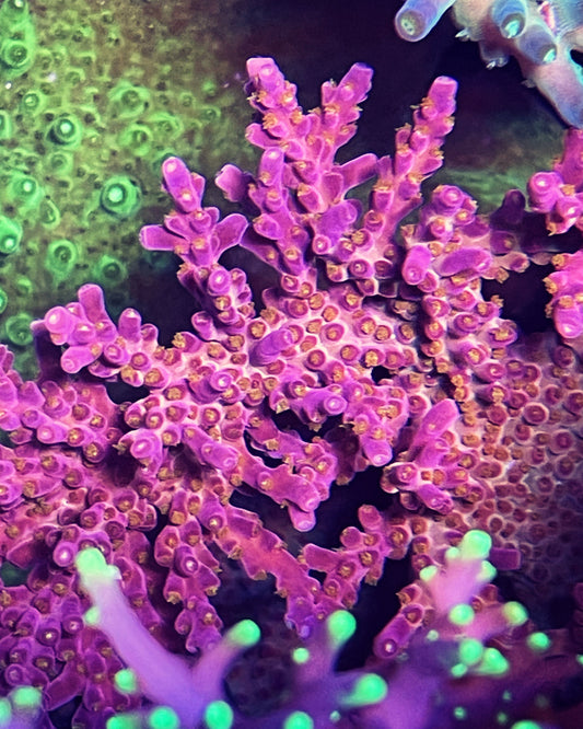 ARC 🔥 Fireworks 💥